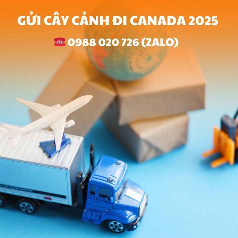 Gửi cây cảnh đi Canada 2025